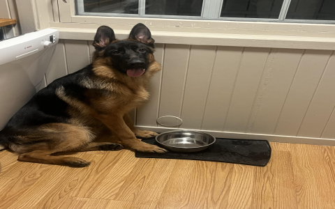 Why is my senior dog drinking so much water? Understand your dogs thirst and what you need to do next.