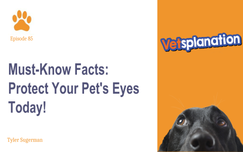 Why do dogs rub their eyes with paws? Lets explore the simple reasons and the more serious causes.