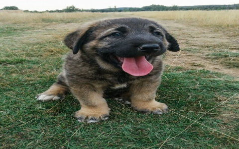 Brindle Dogs Unpopular? Discovering the Hidden Truth Today