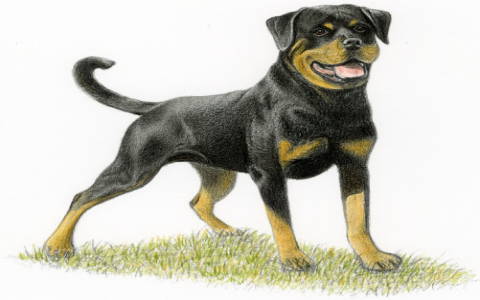 Confused about Authority dog food good or bad? Here is what every concerned dog owner should know.