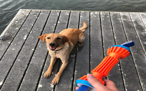 Floating Dog Toys: Make Pool Time More Exciting