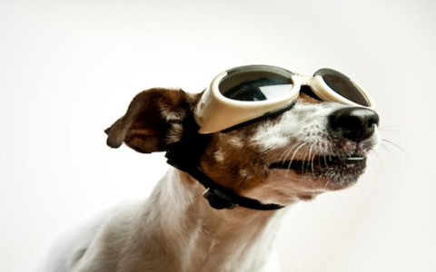 Are there any risks with a facial mask for dogs? What every pet owner needs to know first.