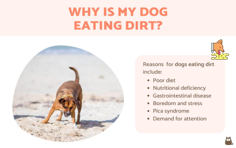 Why does my puppy eat everything outside like grass and rocks? Discover the causes and effective solutions.