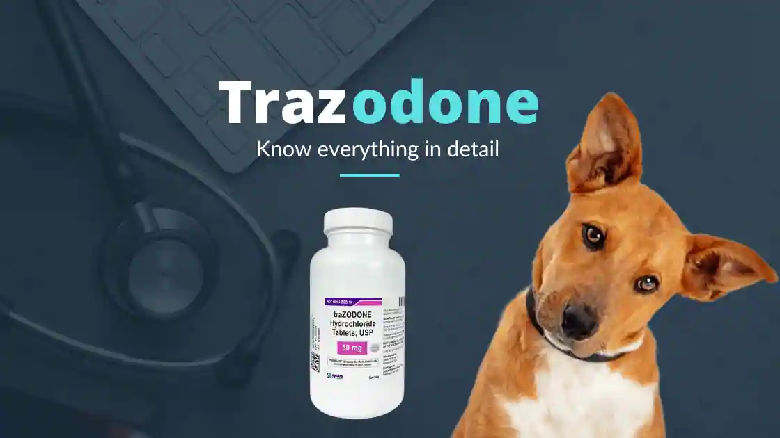 Trazodone for Dogs No Vet Prescription Needed? Heres What to Know