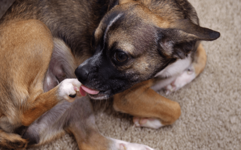Why does my dog lick my ears so much? Find out the simple reasons behind this behavior.
