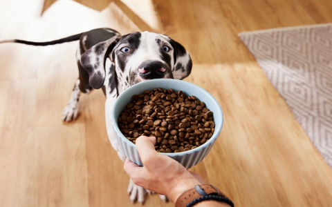 Where to buy reliable essential oil insect repellent for dogs? Discover recommended brands that veterinarians often suggest for safety.