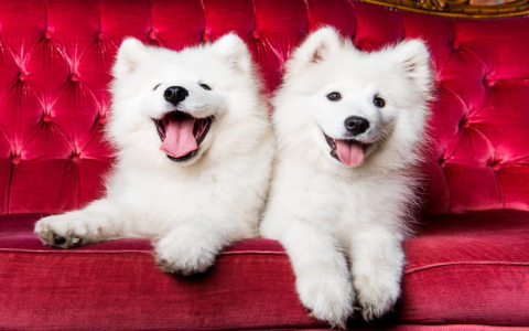 What are some cute puppy names that start with p? Check out this list for both boy and girl dogs.