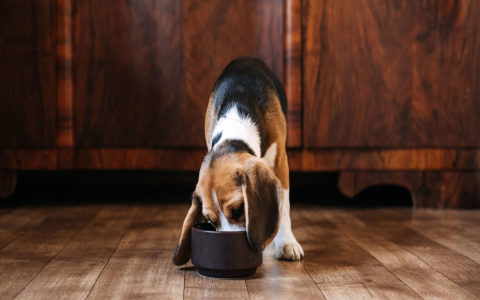 bella wet dog food: pros and cons now.