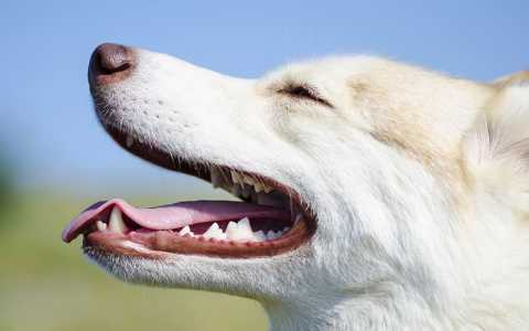 Old Dog Drinking So Much Water a Sign of health problem?