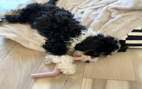 Cute Dog Supplies for Small Dogs: Stylish & Functional