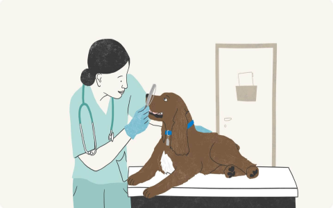 Why is my dogs face swollen? Understand the common causes and find out what you should do next quickly.