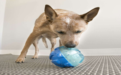 Dog Toy Snake: Shop Top-Rated Toys for Happy Dogs