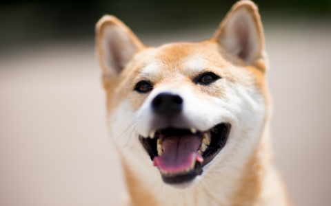 Dog name Shiloh popularity: Is it trending now?