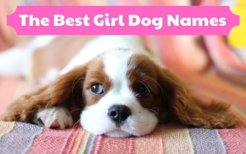 How do you pick cool rap names for dogs? Follow these easy tips to find the perfect one.
