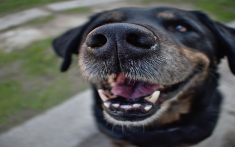 Help! Why Is My Dog Suddenly Grinding His Teeth?