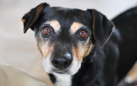Why does my dog leave the room when I yell? Understand the simple reasons behind their sensitive reaction.