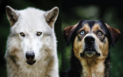 Looking for authentic Tibetan names for dogs? Check out this list of beautiful and traditional choices!