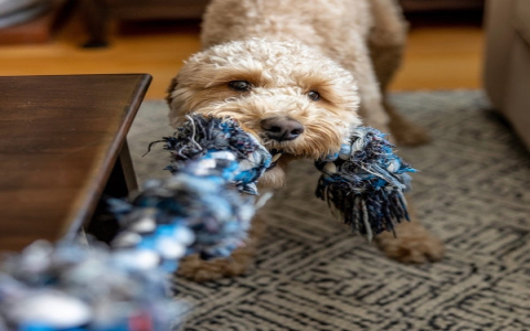 What are the best dog toys for tug of war? Expert trainers share their top picks for hours of interactive fun.
