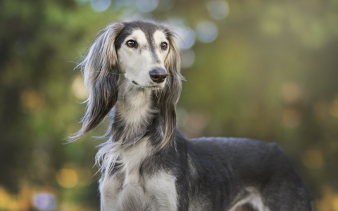 Explore cool gun names for female dogs: Find the perfect strong name for your new pet!