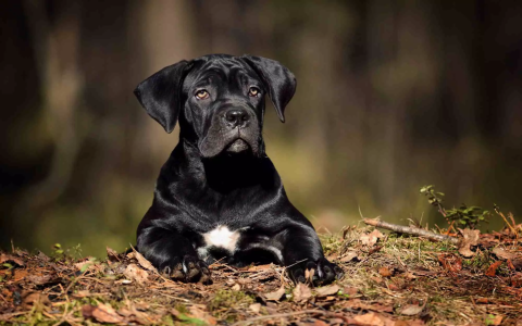 Top Cutest Doodle Dog Names: Ideas for Your Puppy!