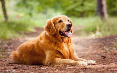 What are the top dog names for king charles cavalier? Discover unique and fitting choices for your lovely pup.