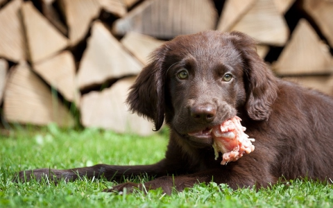 Looking for cute orange dog names? See our top favorite names that you will love.