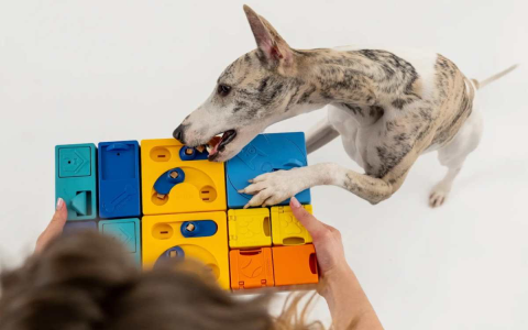 Why are Busy Buddy dog toys so popular? Discover the benefits for your dogs mind.