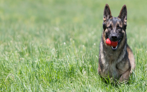 Spot Dog Toy Guide: Top Choices for Playtime Fun