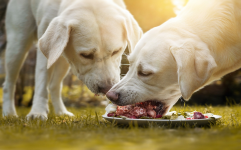 Why are pet owners choosing simply fresh dog food? See the real results and happy dog stories.