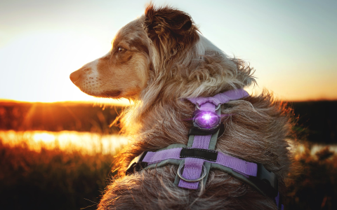 Talking Toys for Dogs: Benefits and How to Choose the Right One
